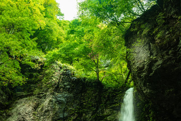 Naklejka premium 鳥取県・霞立つ大鹿滝