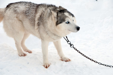 dogs breed husky walking on the street