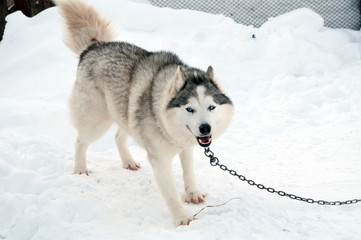 dogs breed husky walking on the street