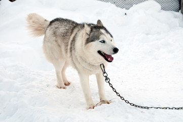 dogs breed husky walking on the street