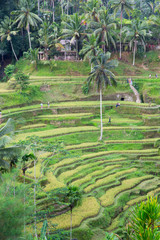 Rice field terrace at Ubud,Bali,Indonesia