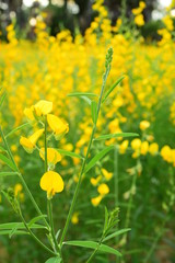 Fototapeta premium The yellow flowers in the field