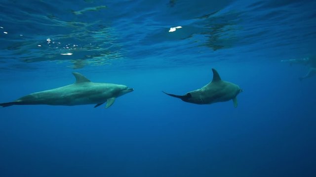 小笠原の海を泳ぐミナミハンドウイルカ　スローモーション