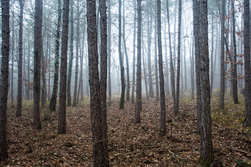 misty autumn forest in the morning