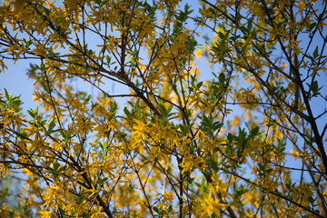 Yellow flowers of bush Forsythia in spring bloom
