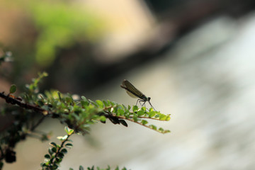Libélula en el río