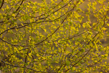 Spring background with bright green leaves of birch