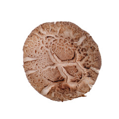 mushroom or mushroom with concept on background new.