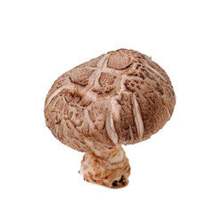 mushroom or mushroom with concept on background new.