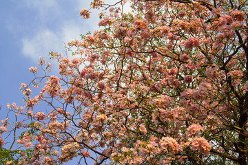 Pink trumpet shrub, Pink trumpet tree, Pink tecoma in the garden.