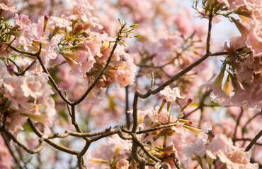 Pink trumpet shrub, Pink trumpet tree, Pink tecoma in the garden.