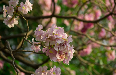 Pink trumpet shrub, Pink trumpet tree, Pink tecoma in the garden.