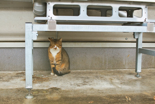 室外機下の野良猫