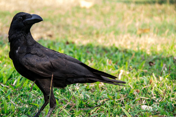 Black crow, Corvus corone, common crow.The black crow is standing foraging on the lawn in the park.