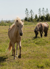 Obraz na płótnie Canvas Two horses in the countryside