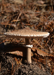 Brauner Schirmpilz im sonnigen Herbst