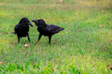 Black crow, Corvus corone, common crow.The black crow is standing foraging on the lawn in the park.