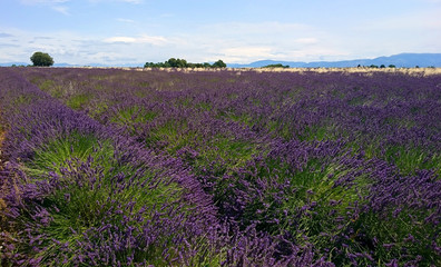 Fototapeta na wymiar Provence france lavender