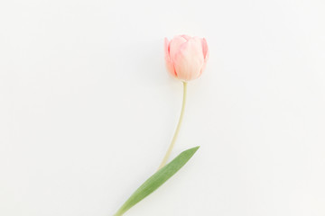 One pink tulip flat lay on white background, space for text. Stylish soft spring image. Floral Greeting card mockup. Happy women's day. Happy Mothers day. Creative minimalistic photo