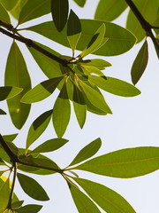 green tropical tree leaves from bottom view isolated with bright sky background