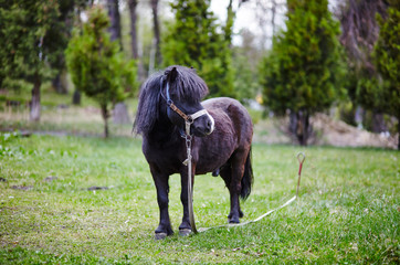 Cute pony with long mane at natural park,enjoying nice weather,life is good