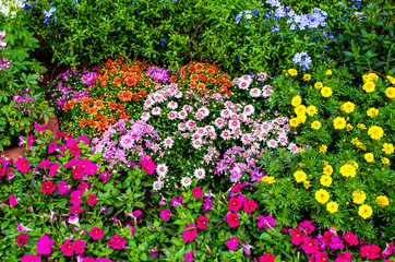 Many beautiful chrysanthemums