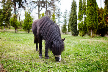 Cute pony with long mane at natural park,enjoying nice weather,life is good