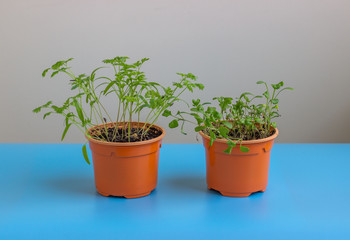 Seedling in a plastic pot with earth. Plants grow from seed at home. Vitamin green on the windowsill..
