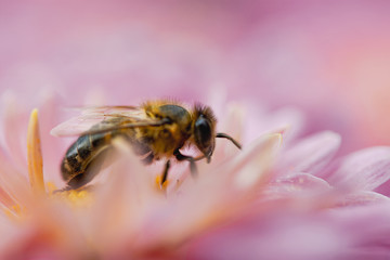 Bees close-up on chrysanthemum flowers