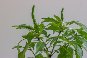  Pepper grow from seed at home. Plant with white flowers and green fruits.