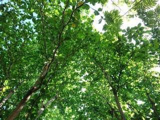 green leaves of a tree