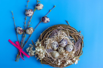 Easter composition with quail eggs in a nest, various feathers, spring twig on a blue background.Greeting card. Flat lay.