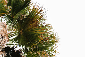 Tropical palm with the sky behind