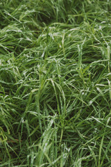 frozen green grass background bokeh