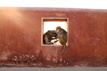 Two monkeys are playing in the window in Jaipur.