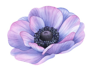 Watercolor flower. Violet anemone. Botanical painting, hand drawn illustration