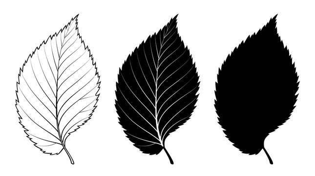 Elm tree leaf. Vector illustration. Outline, silhouette, line art drawing