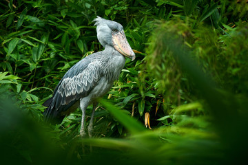 Shoebill, Balaeniceps rex, portrait of bird with big beak, Uganda, Central Africa. Rare bird in the...