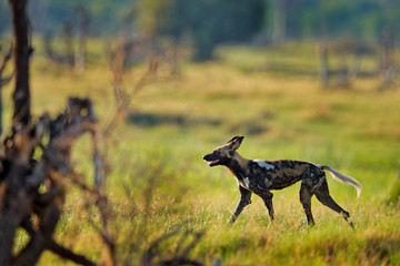 African wild dog, Lycaon pictus, walking in the water on the road. Hunting painted dog with big ears, beautiful wild animal. Wildlife from Zambia, Africa.