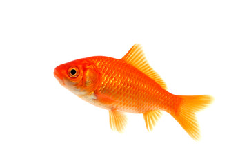 金魚