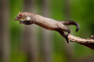 Jumping beech marten, small opportunistic predator, nature habitat. Stone marten, Martes foina, in typical european forest environment.