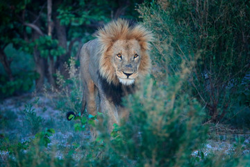 Mane lion with open muzzle with tooth. Portrait of pair of African lions, Panthera leo, detail of big animals, Okavango delta, Botswana, Africa. Cats in nature habitat. Lion in the forest habitat.