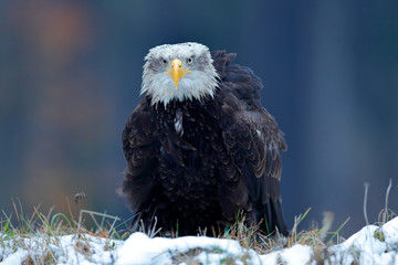 Eagle, orange fall leave in the snow. Bald Eagle, Haliaeetus leucocephalus, portrait of brown bird of prey with white head, yellow bill. Winter scene with snow, Alaska, USA.
