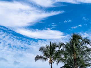 Fototapeta na wymiar Palm Tree in Hilo, big island of Hawaii.