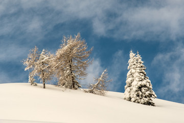 Dolomiti, alberi innevati
