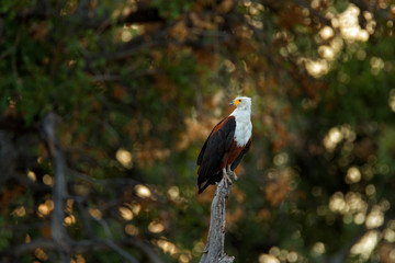 Fish-eagle sunset, Haliaeetus vocifer, brown bird with white head. Eagle sitting on the top of the tree. Wildlife scene from African nature, Okavango delta, Botswana, Africa. Bird in habitat.