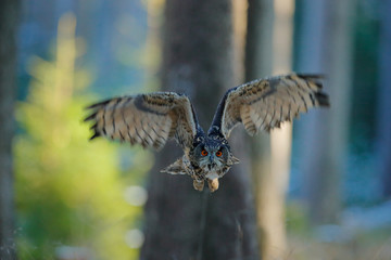 Eagle Owl, Bubo bubo, with open wings in face flight, winter forest habitat in background, white trees. Wildlife scene from nature forest, Germany. Bird in fly, owl behaviour. Forest owl in fly.
