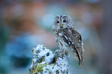 Flying owl in the snowy forest. Action scene with Eurasian Tawny Owl, Strix aluco, with nice snowy...