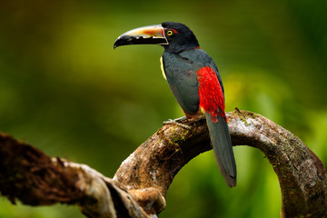 Bird sitting on the branch in the forest, Boca Tapada, Costa Rica. Nature travel in central America. Toucan open bill. Small toucan Collared Aracari, Pteroglossus torquatus, bird with big bill.