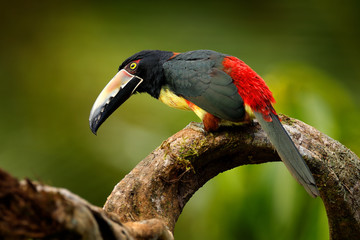 Bird sitting on the branch in the forest, Boca Tapada, Costa Rica. Nature travel in central America. Toucan open bill. Small toucan Collared Aracari, Pteroglossus torquatus, bird with big bill.